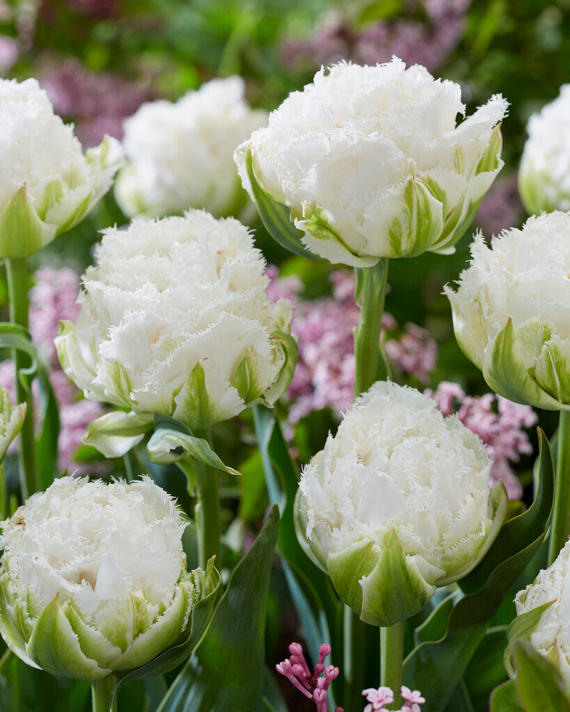 Tulpe Snow Crystal