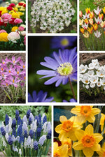 Spring Joy Naturalizing-Blumenzwiebelpaket