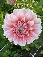 Dahlie Strawberry Cream