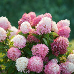 Hydrangea Paniculata Sundae Fraise