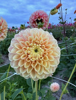 Dahlia Sweet Suzanne