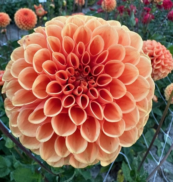 Dahlia Sylvia