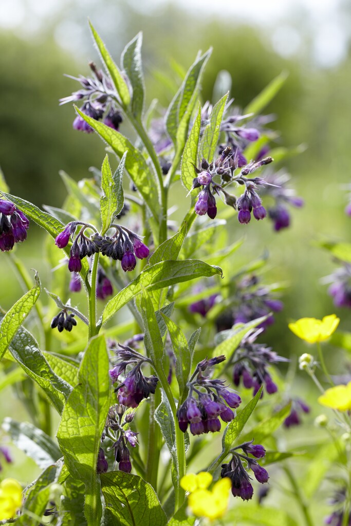 Symphytum Officinale