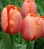 Tulipa Apricot Impression