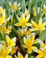 Tulipa Tarda