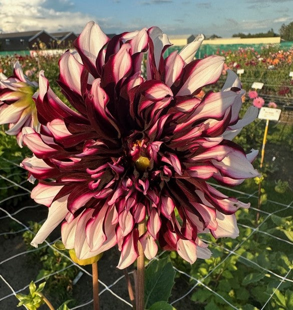 Dahlia Tartan
