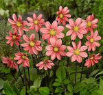 Dahlia Topmix Salmon
