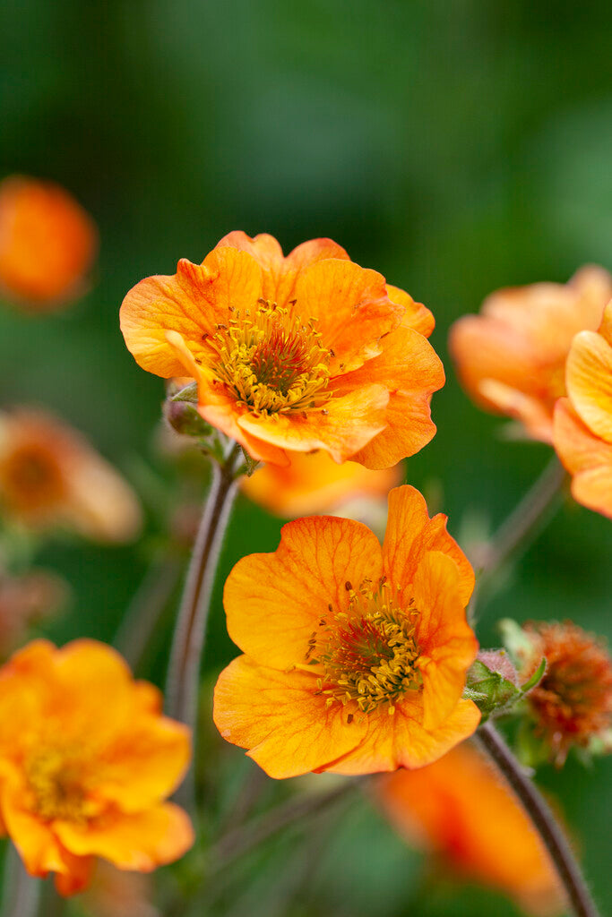 Geum Totally Tangerine