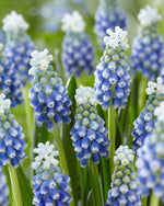 Muscari Touch of Snow