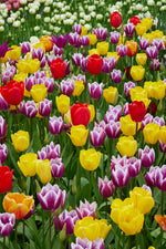 tulpen suprise mix