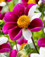 Dahlie Twyning's Smartie