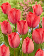 Tulipa van Eijk
