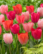 Tulipa van Eijk Mix