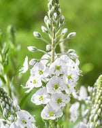 Veronica Gentianoides