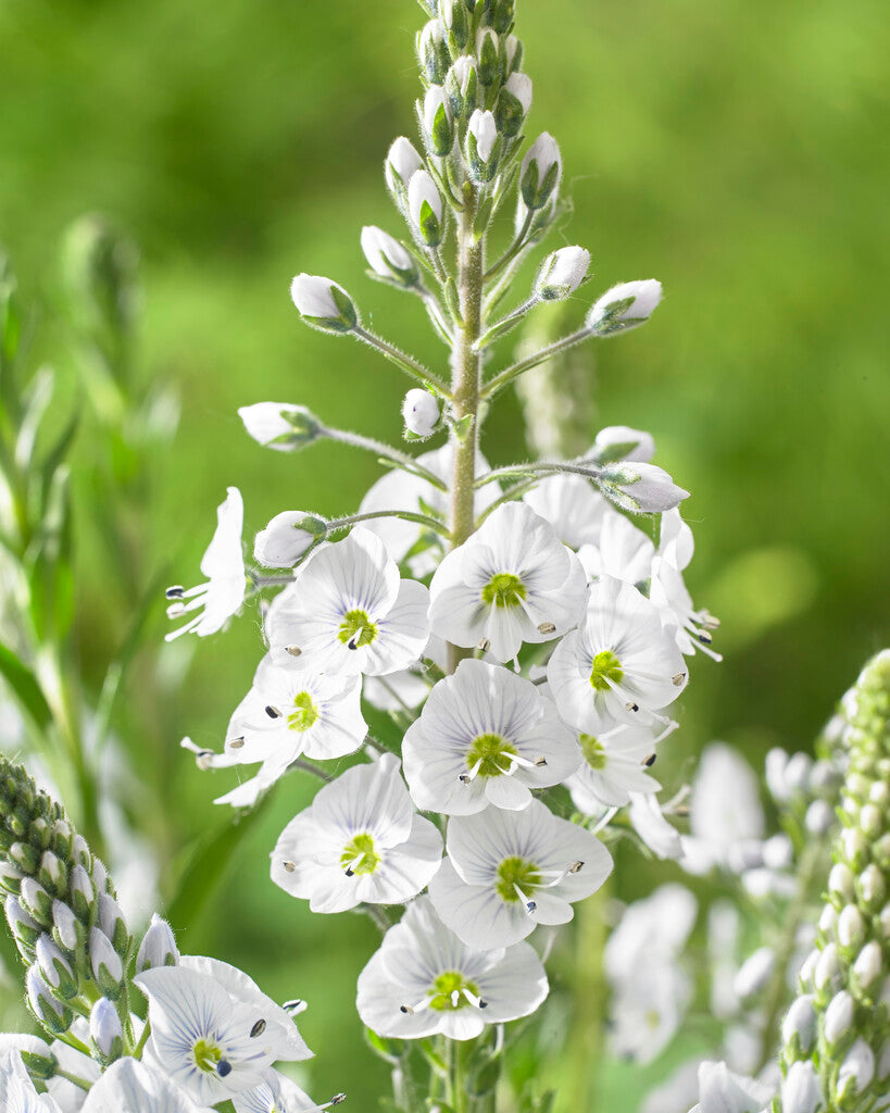 Veronica Gentianoides