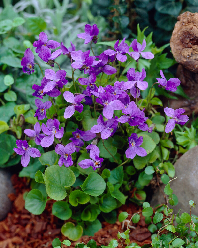 Viola Odorata Kšnigin Charlotte