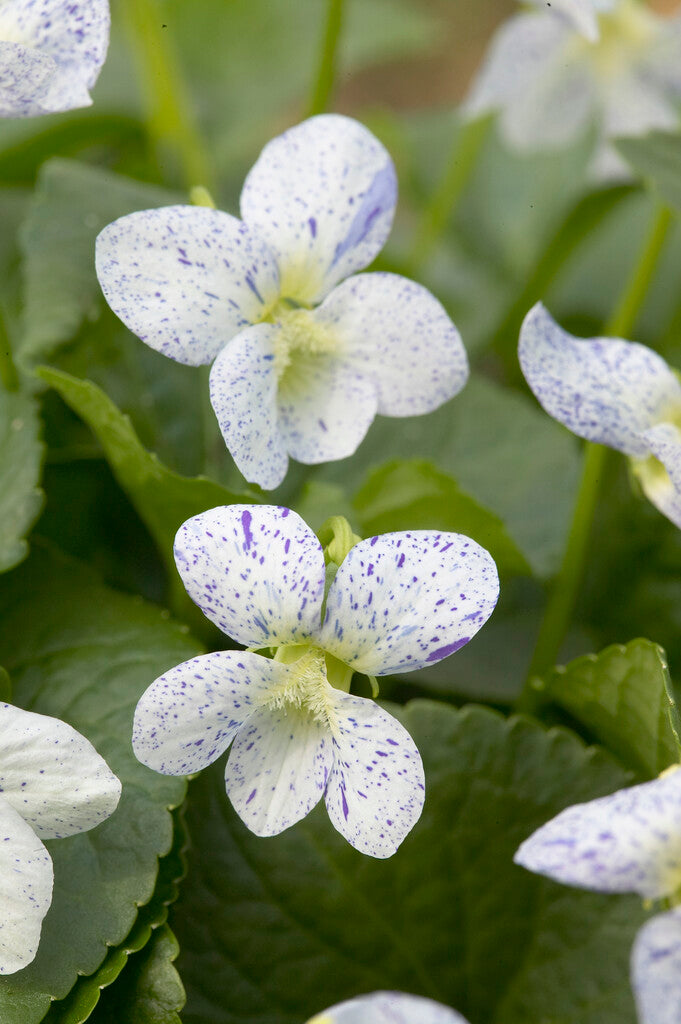Viola Sororia Freckles