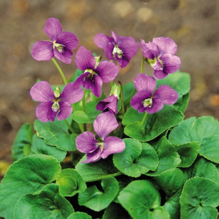 Viola odorata Rubra