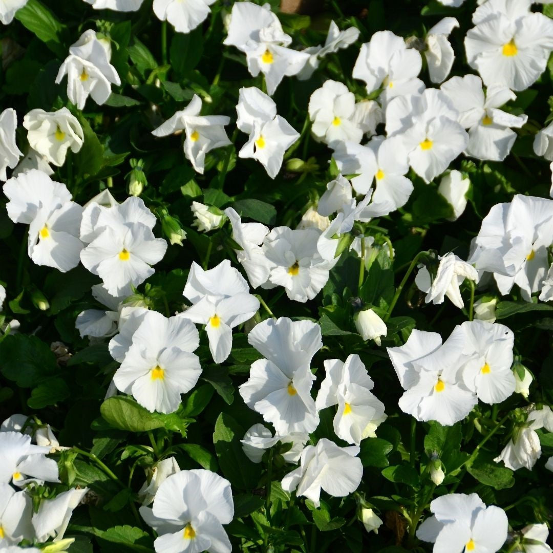 Viola odorata Schneekönigin