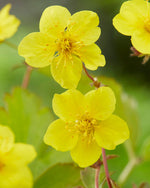 Waldsteinia Ternata