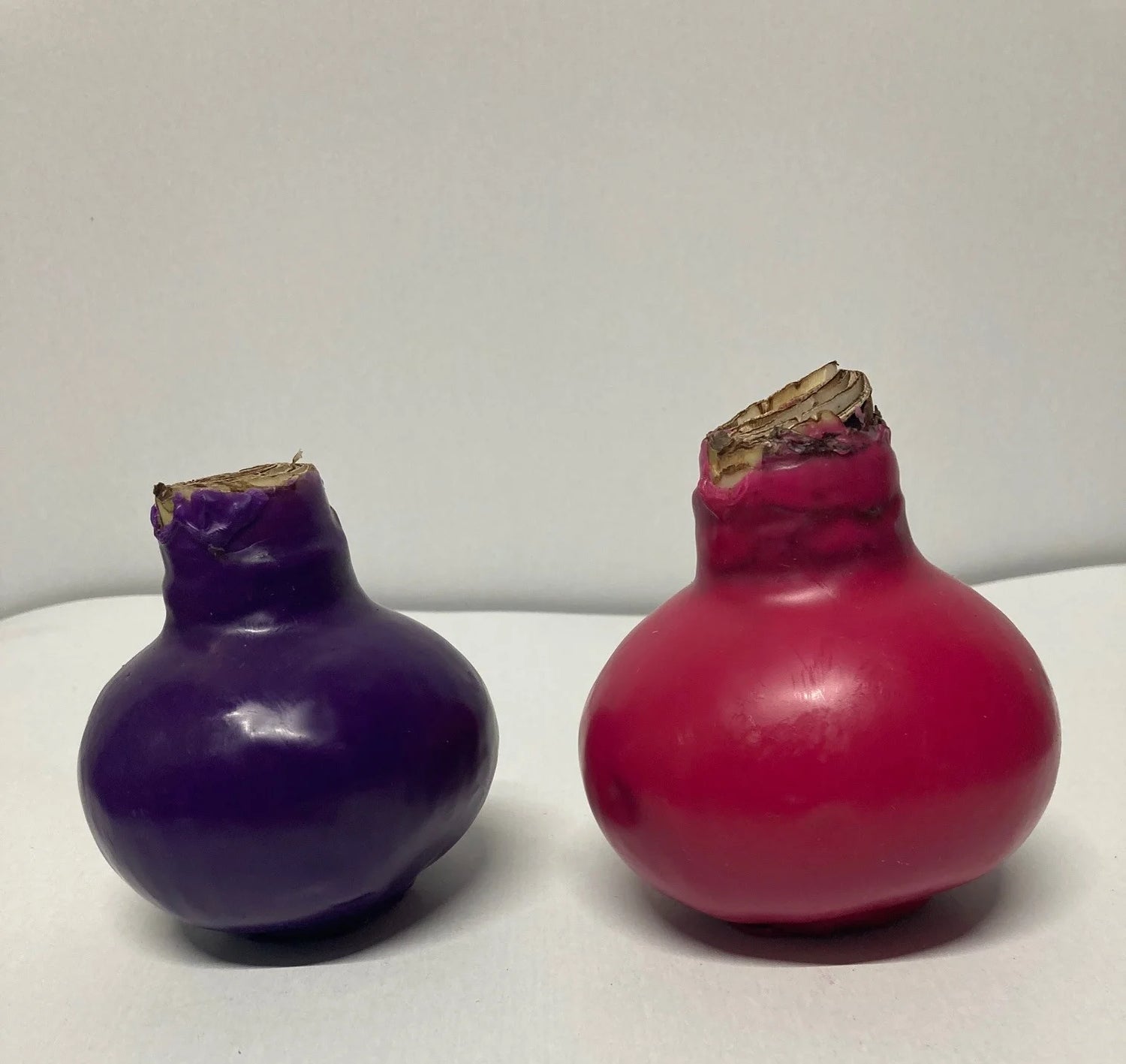 Wax Amaryllis Duo purple/pink 