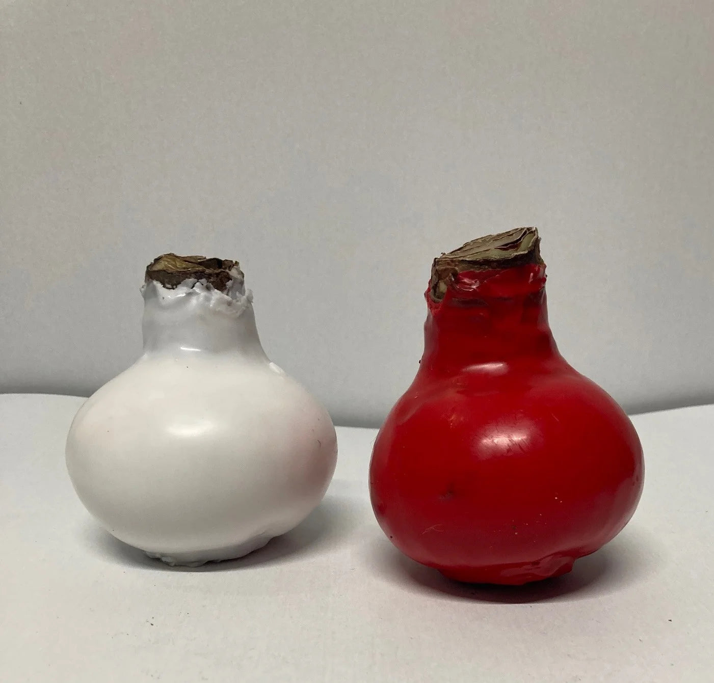 Wax amaryllis Duo rood/wit