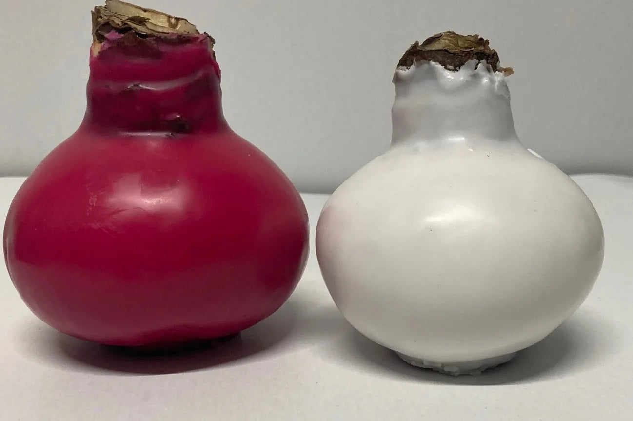 Wax amaryllis duo roze/wit