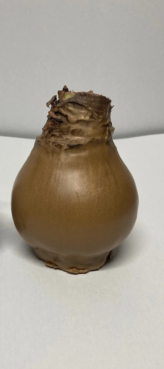 Wax Amaryllis goud