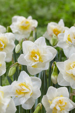 Narcissus White Lion