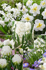white garden bloembollenpakket