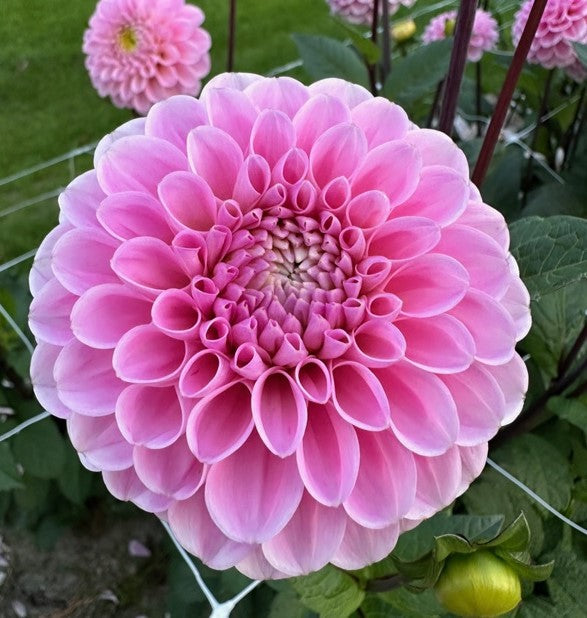 Dahlia Wizard of Oz