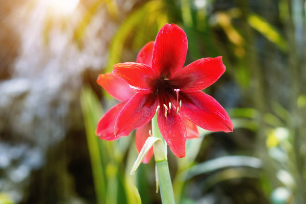 Amaryllis bol verzorgen van de bol tot de tweede bloei