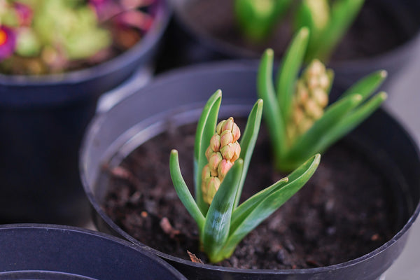 Bloembollen in pot planten met lasagnemethode