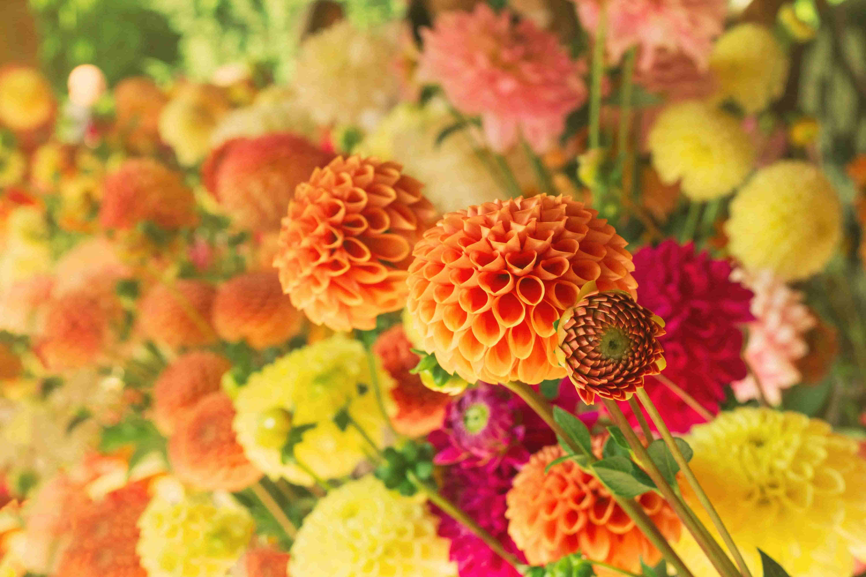 Welke dahlia soorten zijn er? 