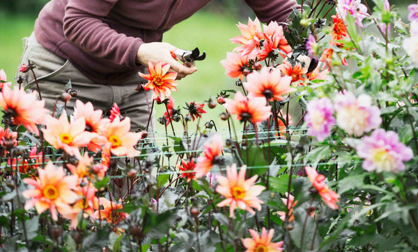 Hoe moet je dahlia’s toppen? 