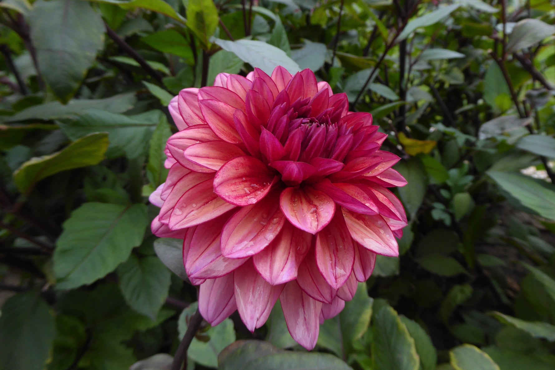 Wanneer dahlia uit de grond halen?