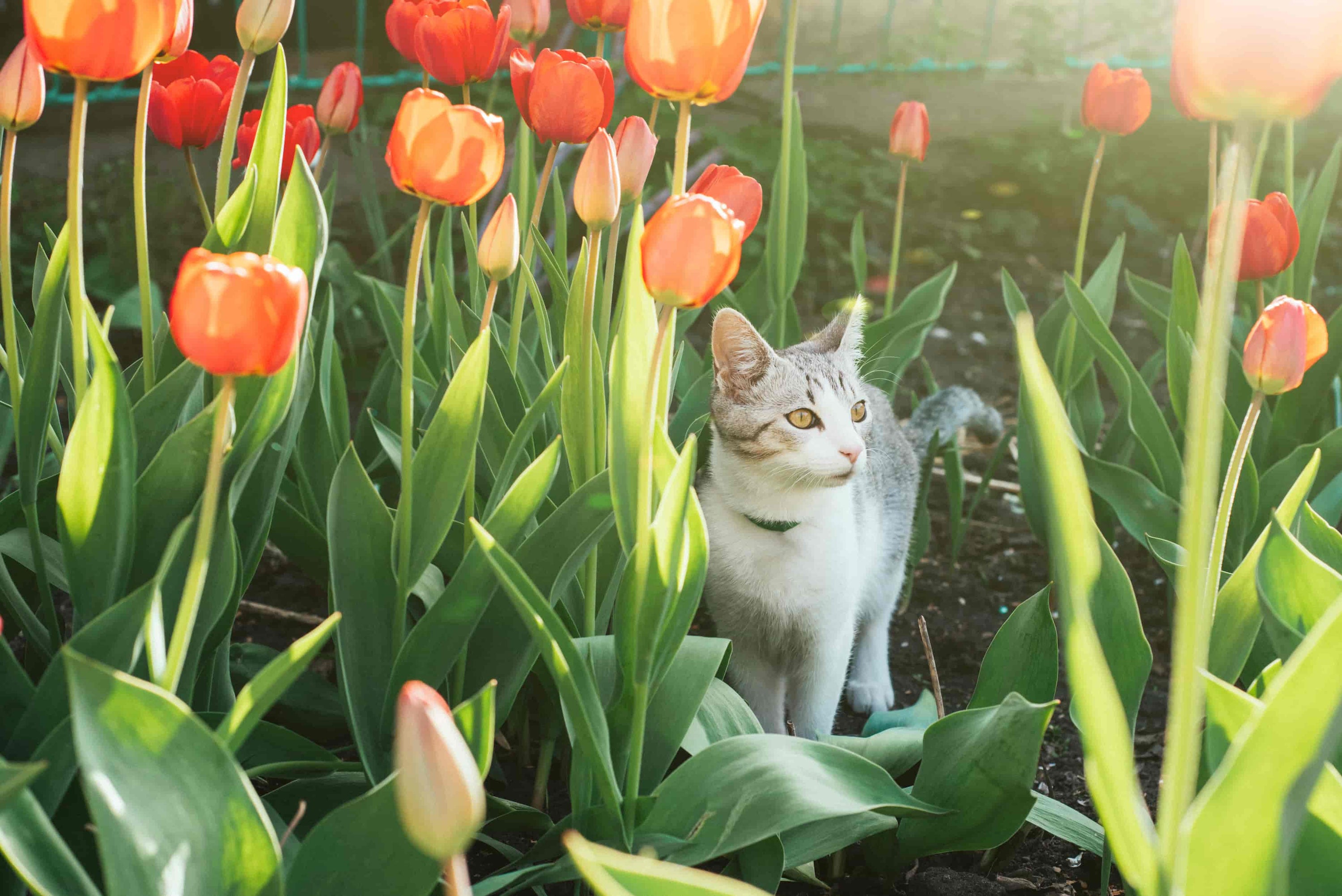 Zijn tulpen giftig voor katten (en honden)? 