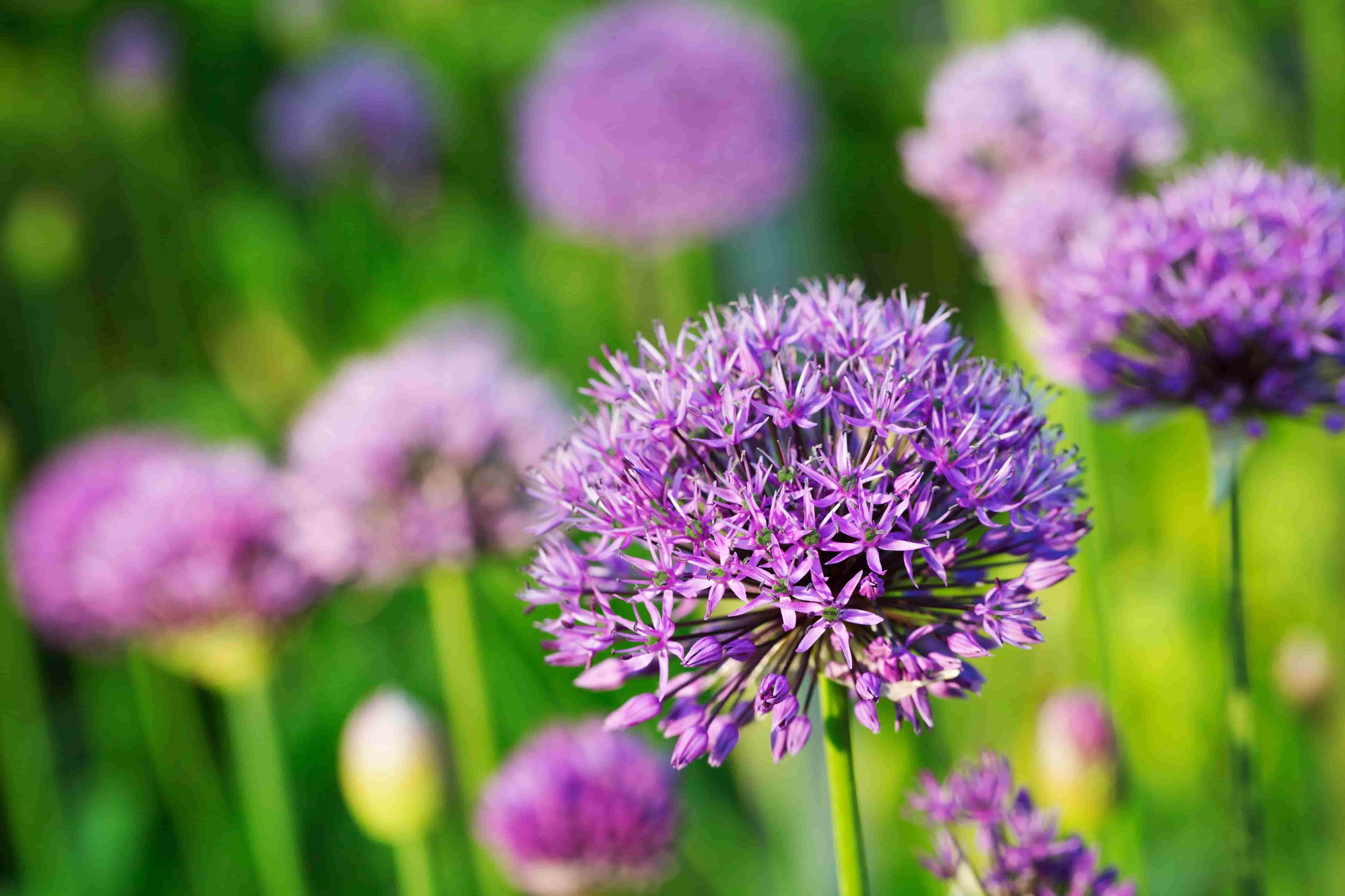 Wanneer allium planten?