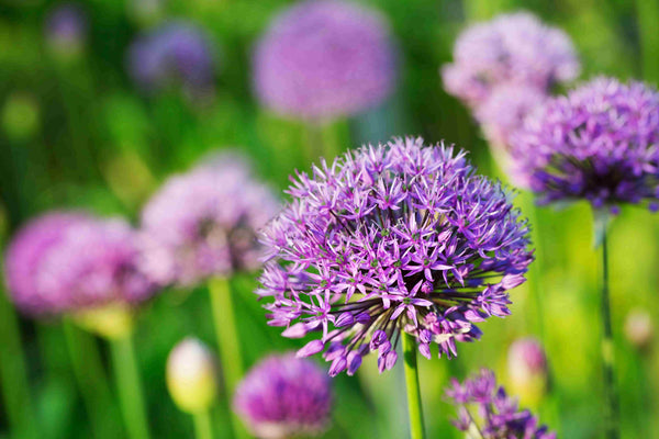 Wanneer allium planten?
