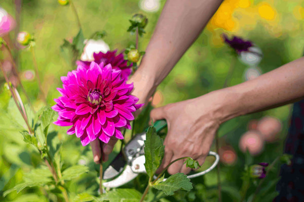 Wanneer dahlia’s planten?