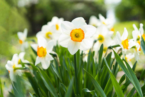 Wanneer narcissen planten?