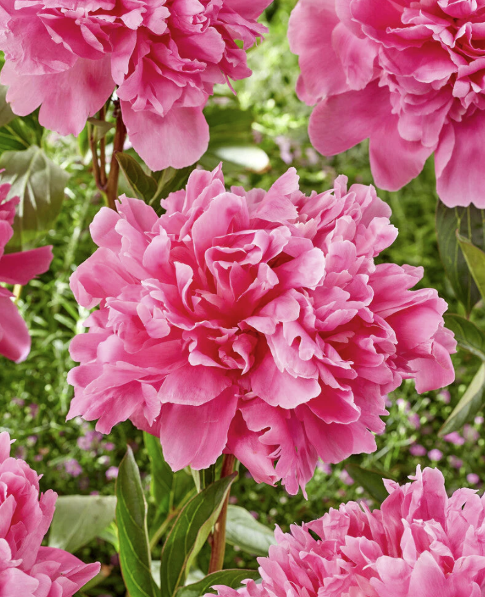 Voorjaarsplanning: Wanneer kun je pioenrozen het beste planten?