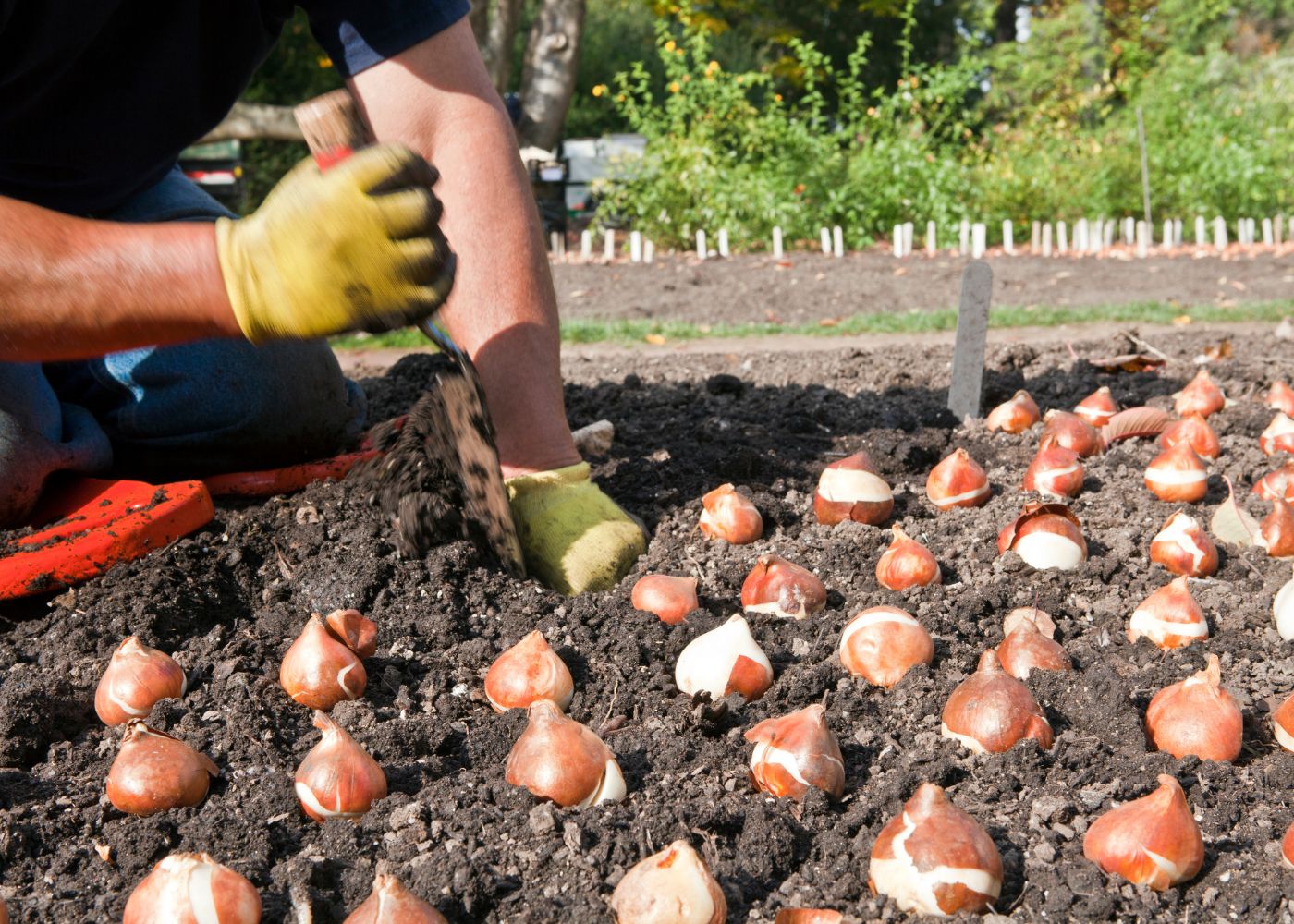 Wanneer tulpen bollen planten voor een kleurrijke lente