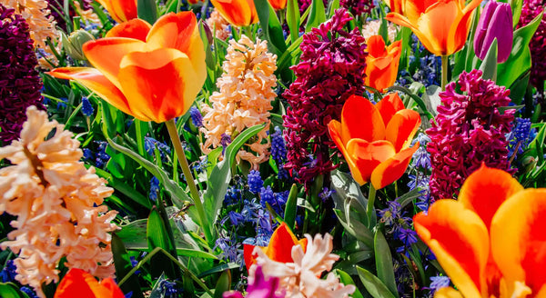 Welke bloembollen plant je in het najaar?