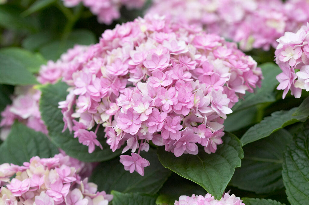 Hortensia