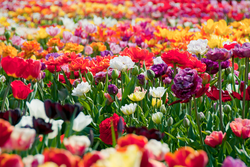 Tulipa