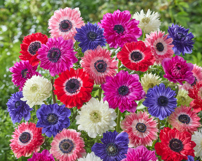 Anemonen