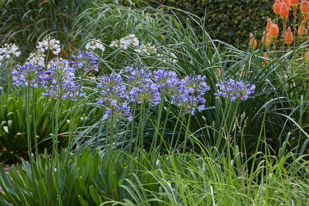 Agapanthus