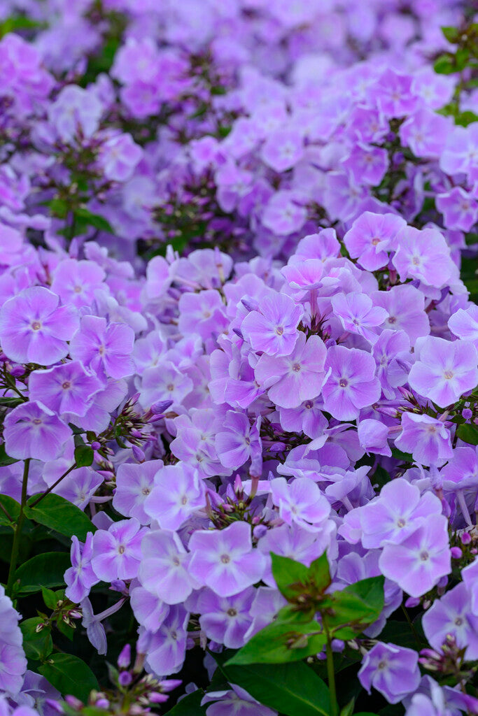 Phlox