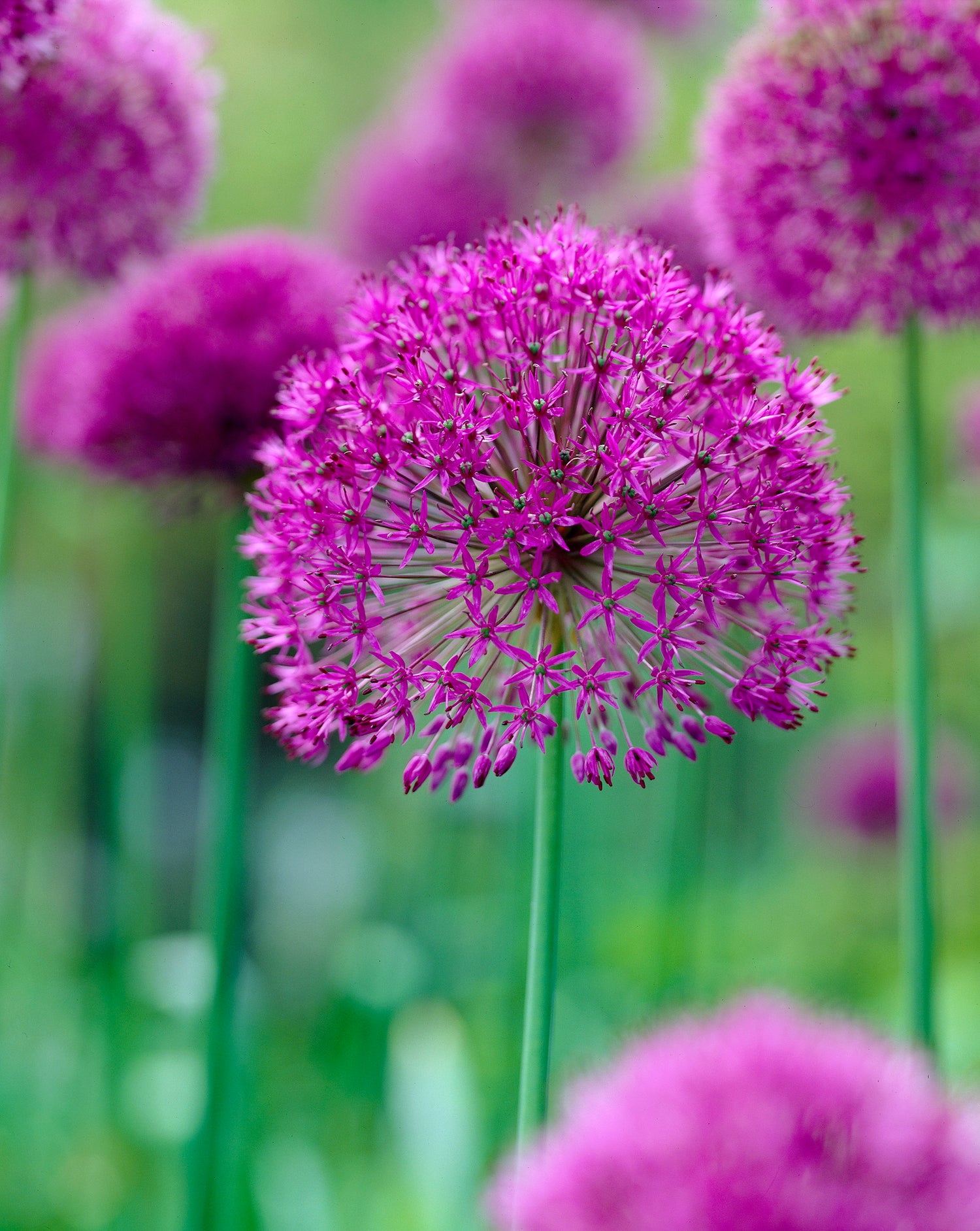 Allium Purple Sensation